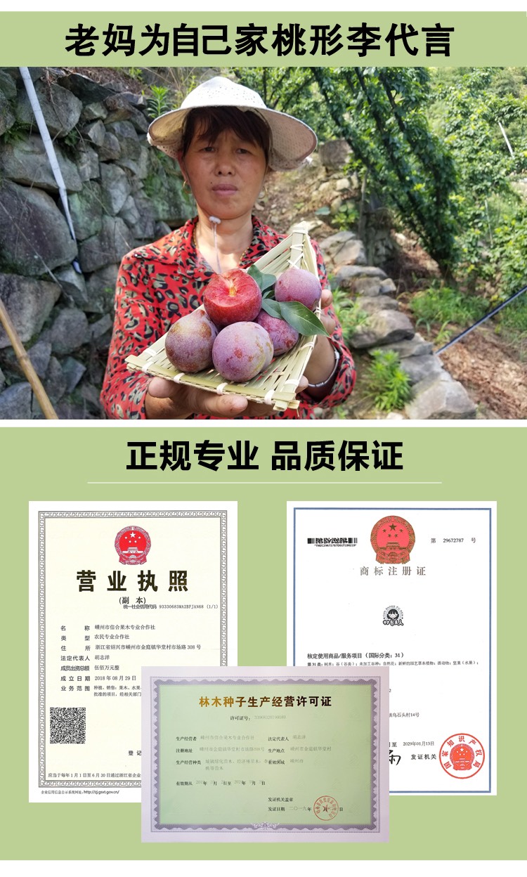 浙江嵊州金庭桃形李苗嫁接红心李子树果苗 脆甜爽口 汁水丰富
