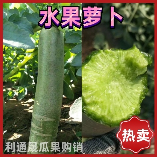 潍坊青萝卜  潍县萝卜、水果萝卜产地直供，大量供应、价格便宜，商超、电商等