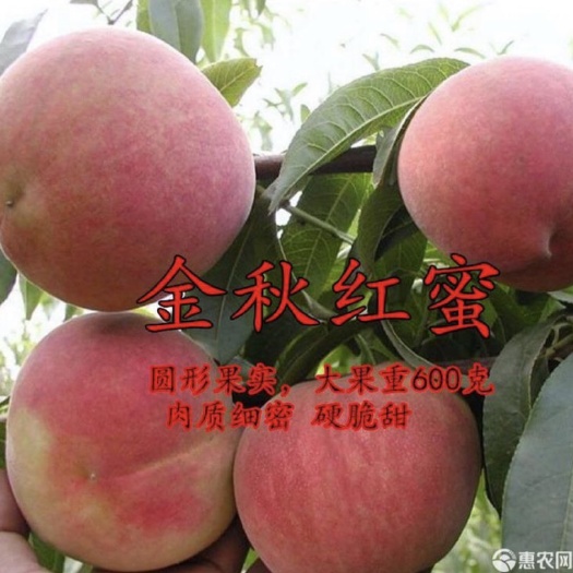 平邑县金秋红蜜桃苗  金秋红蜜抗寒耐旱嫁接桃苗 南方北方均可四季种植当年结果桃树苗
