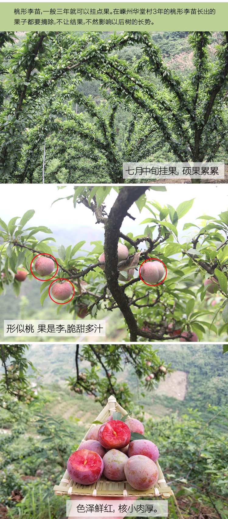 正宗嵊州桃形李苗嫁接红心李子果树苗地栽盆栽南方种植对版包活