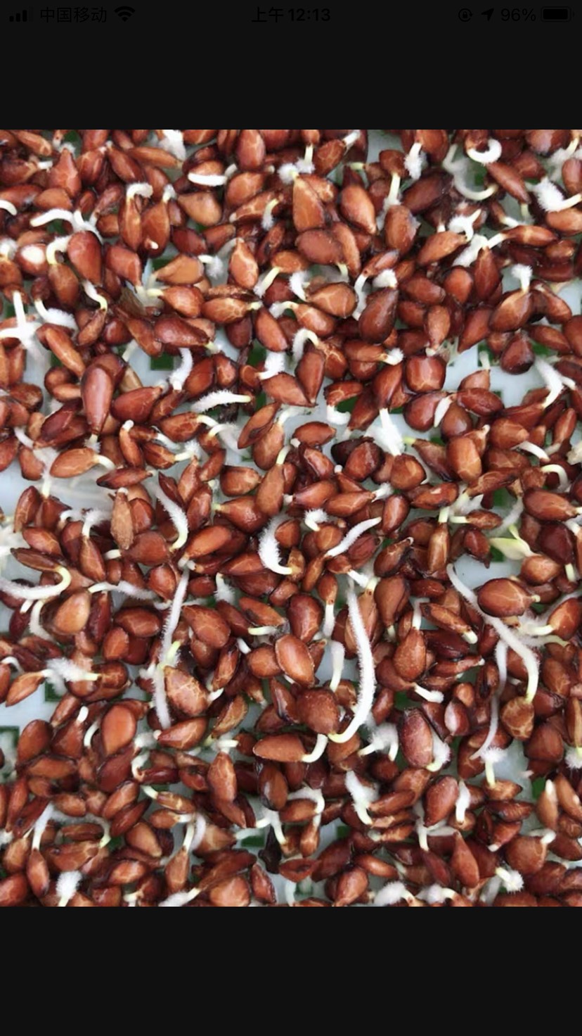 泰安香椿种子，红油香椿种子，去翅净籽，产地供应，保证出芽率