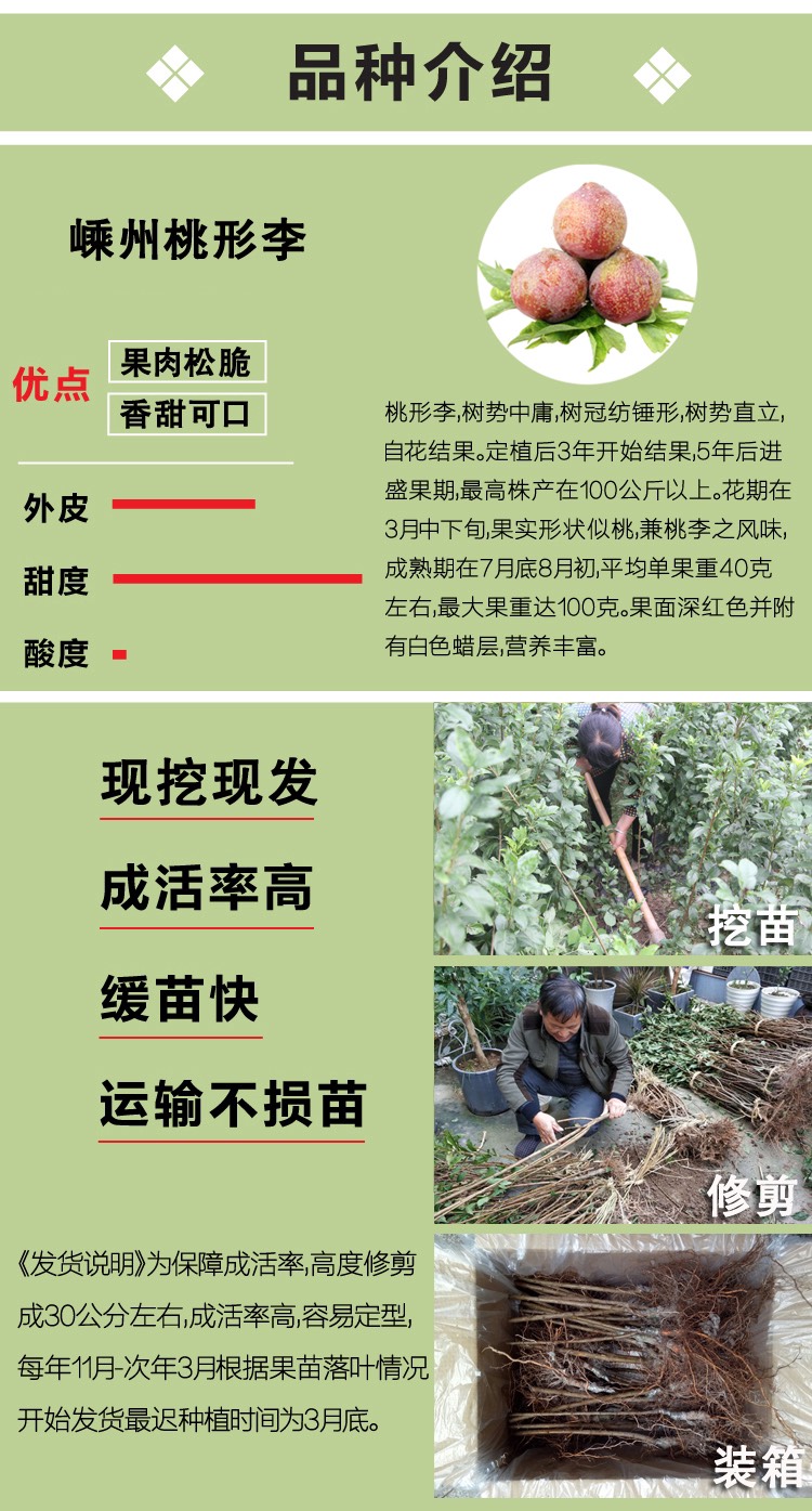 浙江嵊州金庭桃形李苗嫁接红心李子树果苗 脆甜爽口 汁水丰富