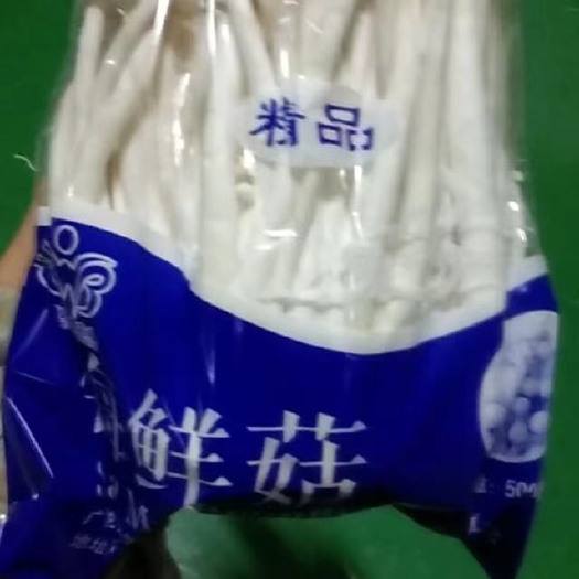 龙州县 海鲜菇，白玉菇，日产10w斤，欢迎实力老板加入