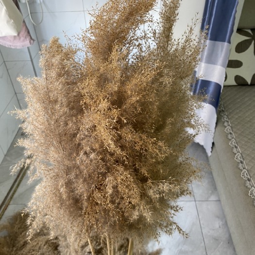 庆云县芦苇