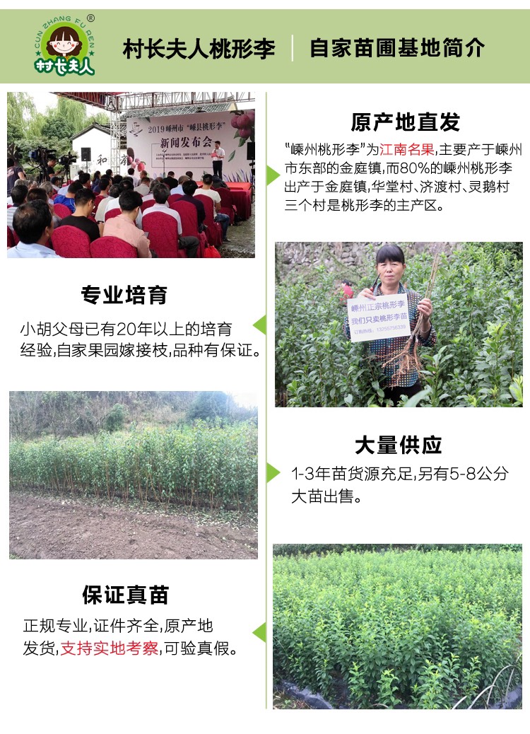 桃形李苗 嵊州金庭红心李子树苗 产地直发 当年结果