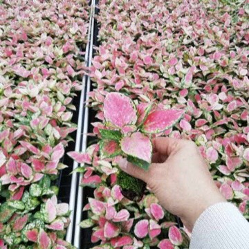 广州厂家基地大量低价供应 吉利红粗肋草组培穴盘苗