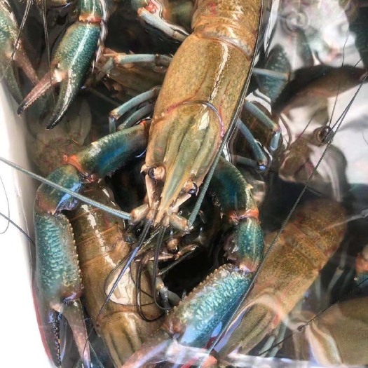 启东市红螯螯虾  淡水蓝龙虾