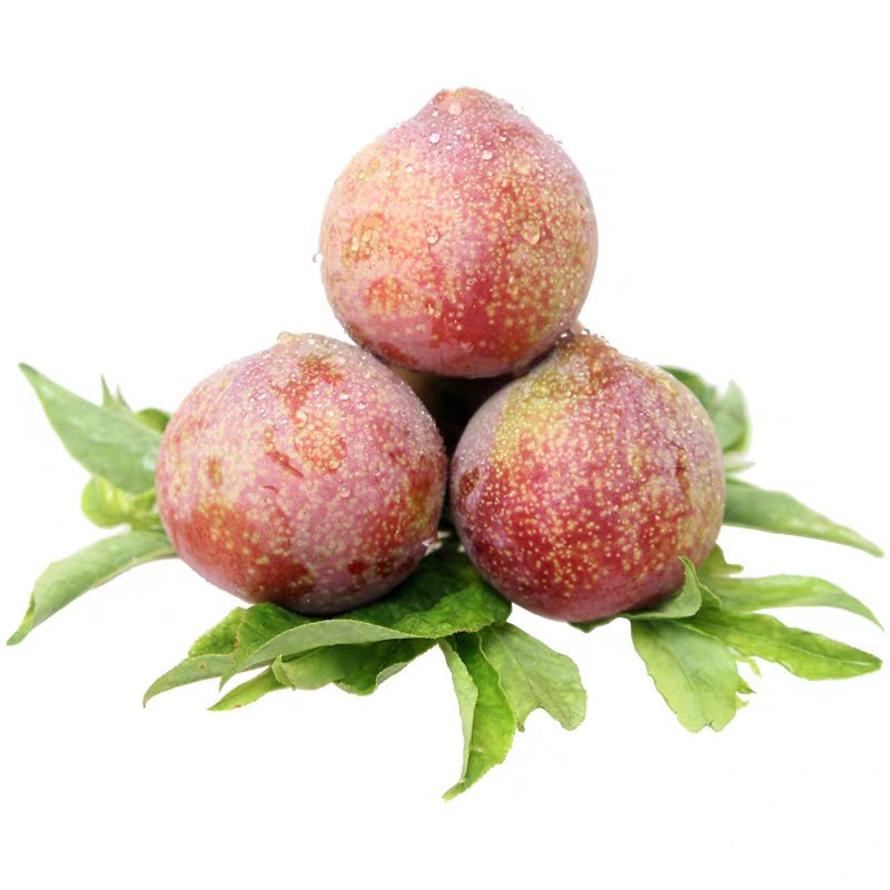 桃形李苗 嵊州金庭红心李子树苗 产地直发 当年结果