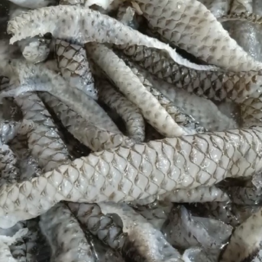 冰鲜鱼皮 罗非鱼快递包邮到家 量大价格从优