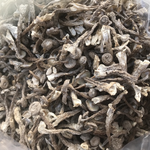 厦门鹿茸菇 菇面没开伞￼  白条  菇脚整齐