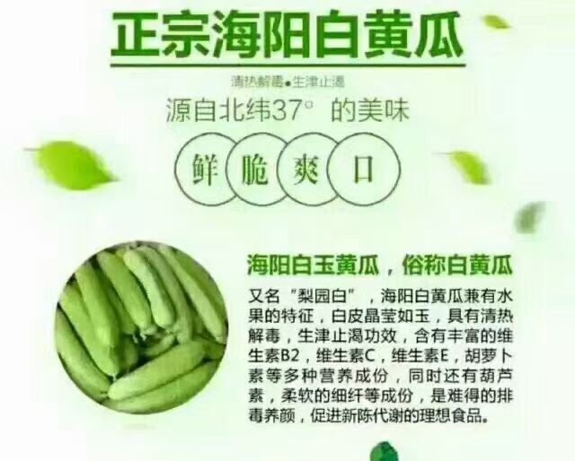 高平市白玉黄瓜  山东海阳白玉水果，黄瓜清甜，可口