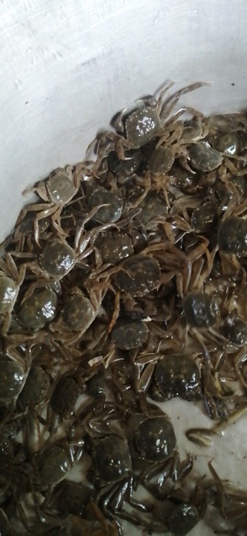 启东市大闸蟹苗 蟹苗～大蟹种