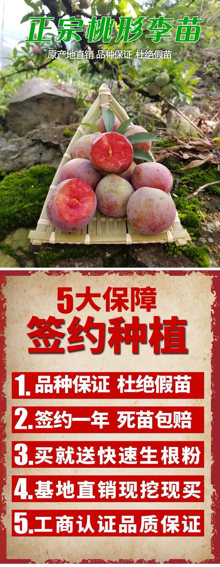 桃形李苗 嵊州金庭红心李子树苗 产地直发 当年结果