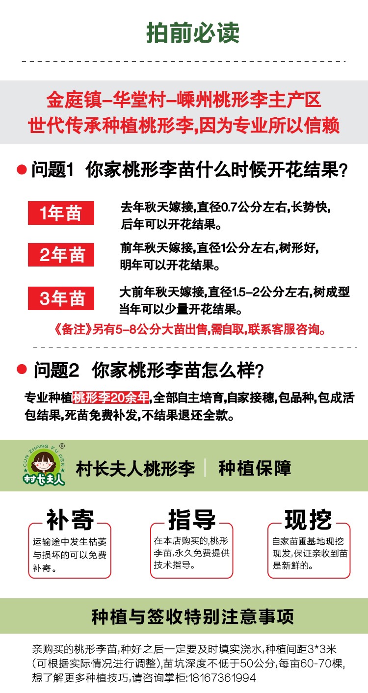 桃形李苗 嵊州金庭红心李子树苗 产地直发 当年结果