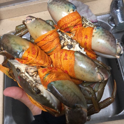 三门县三门青蟹，青蟹什么规格都有，膏蟹，肉蟹，小母蟹，大公蟹