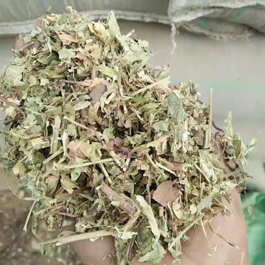 郓城县玉米青贮  玉米青储饲料 牛羊的面包草无发霉腐烂 天然无公害