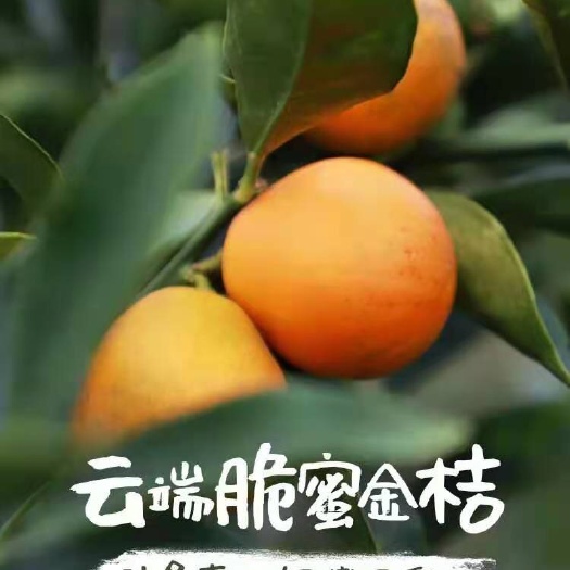 融安县脆蜜金桔  脆蜜金柑