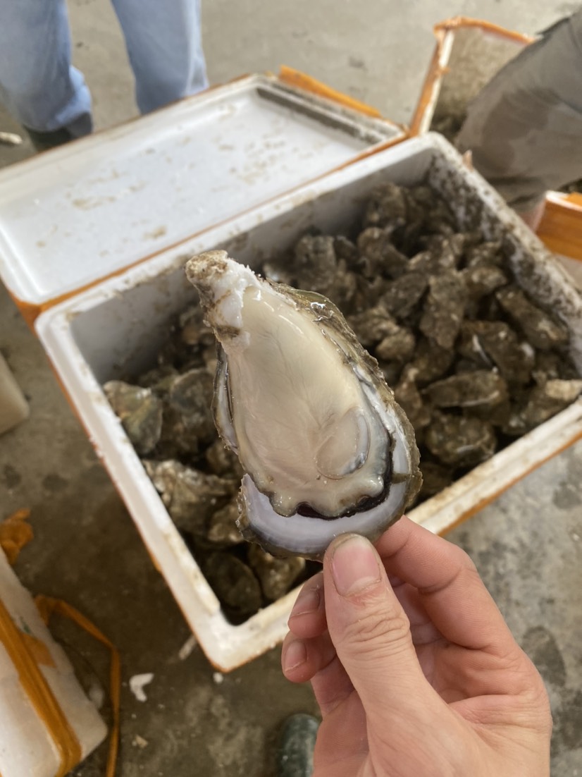 長牡蠣  湛江生蠔批發(fā)零售 湛江 臺山 珠海 陽江生蠔海蠣子牡蠣湛江