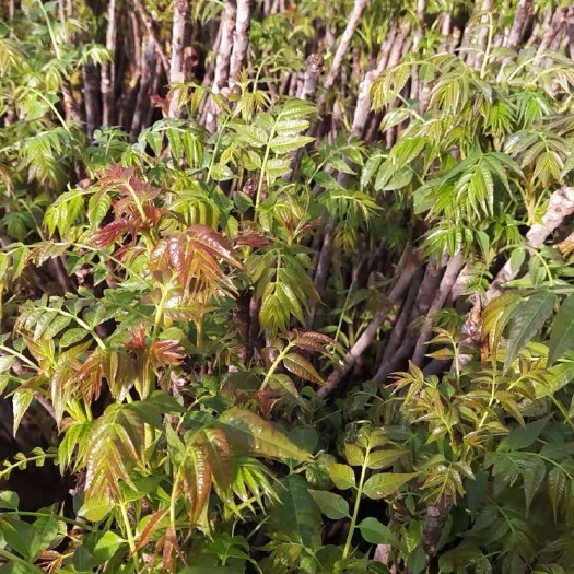 临朐县绿香椿芽  于记头香椿行，混装香椿，