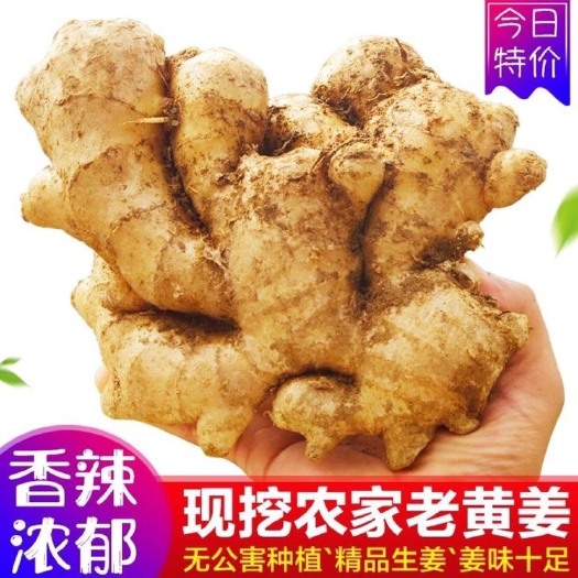 潍坊山东老姜现挖新鲜老母姜生姜土姜大黄姜小黄姜嫩姜批发