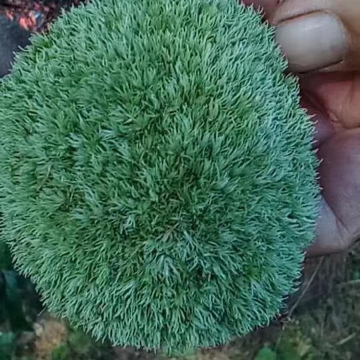 太湖县青苔  小白发藓，新鲜，阴干均可发货，大量供货