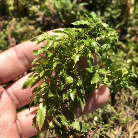 炎陵县千里光 千层塔 虱子草