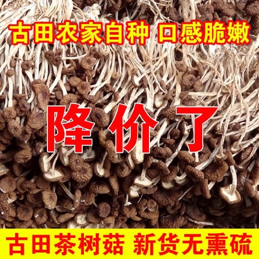 福鼎市【农家自产】茶树菇新鲜鲜嫩不开伞茶树菇干货煲汤菌农家产地直发