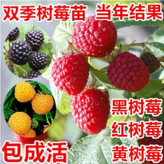 宁海县双季树莓苗阳台果树覆盆子苗红树莓南方北方种植盆栽地栽当年结果