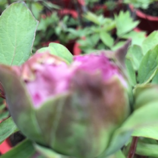 菏泽 春节观赏牡丹十朵花以上，红色。