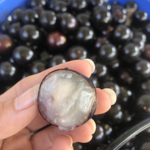 漳州树葡萄皮薄肉甜嘉宝果果实 商超直供