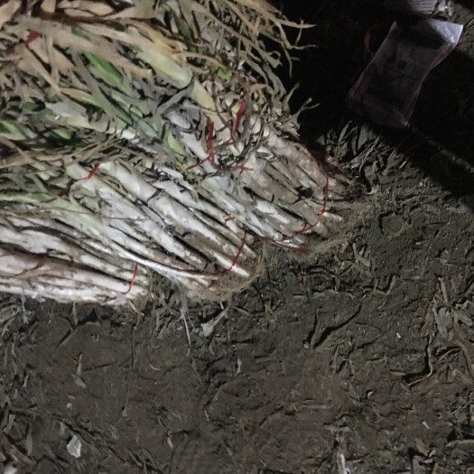 中牟县长白大葱 毛葱 