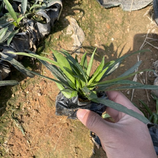 漳浦县 蓝花莉