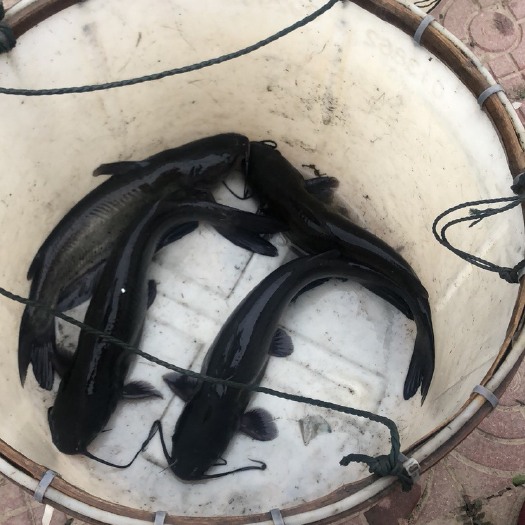杭州长吻鮠 2-6斤黑鮰鱼