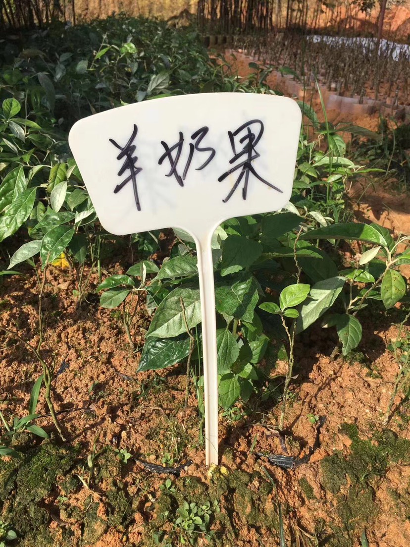 灵山县羊奶果苗  嫁接苗  结果快 产量高 易种植
