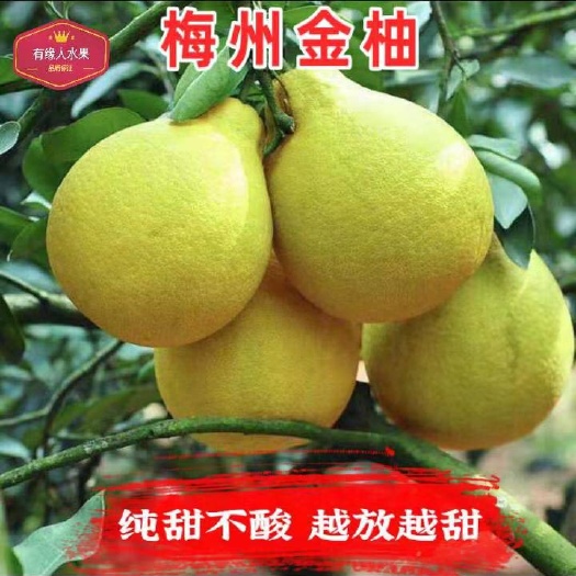 金柚 一级果