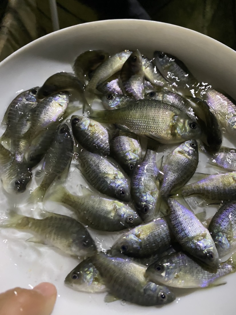 雜交太陽魚苗 藍鰓太陽魚苗 金邊太陽魚苗 養(yǎng)殖場直銷價格優(yōu)惠