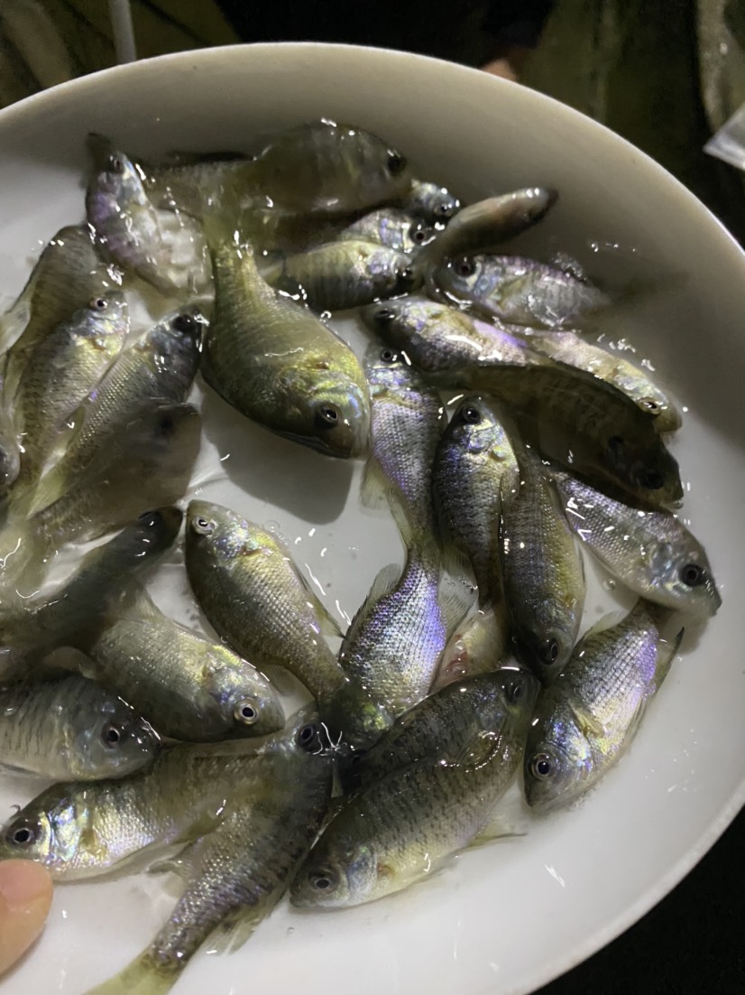 雜交太陽魚苗 藍鰓太陽魚苗 金邊太陽魚苗 養(yǎng)殖場直銷價格優(yōu)惠