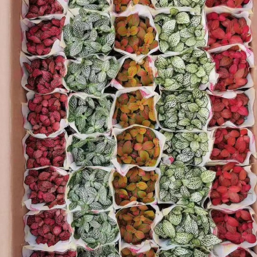 小箱网纹草 40盆  112元一件