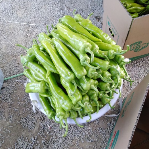 诏安县黄皮辣椒 黄皮椒大量处售！需要的来 价格实惠，欢迎老板咨询！