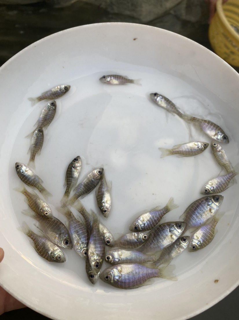 雜交太陽魚苗 藍鰓太陽魚苗 金邊太陽魚苗 養(yǎng)殖場直銷價格優(yōu)惠