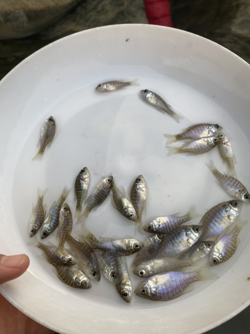 雜交太陽魚苗 藍鰓太陽魚苗 金邊太陽魚苗 養(yǎng)殖場直銷價格優(yōu)惠