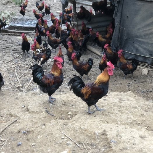 南平瑶鸡  【黑瑶土鸡】【跑山鸡】全放养土鸡，毛色好，天数足