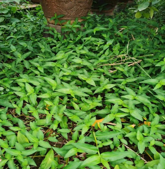  鸭跖草+植物茎细长，有节、叶互生，花萼和花被分离，开花时庆短