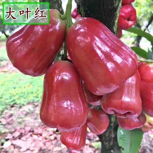 灵山县大叶红莲雾苗  大叶红莲雾，水分多，女人的补水就是它了