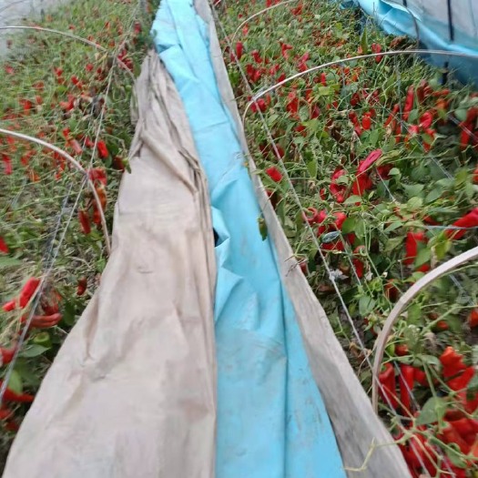 芜湖 芜湖椒 青椒 红椒