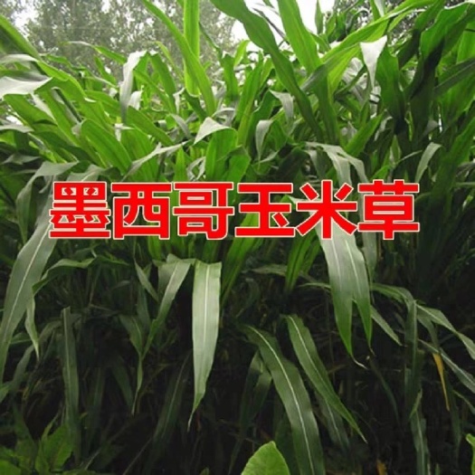 嘉祥县青绿饲料  墨西哥玉米草种植墨西哥玉米牧草种子播种
