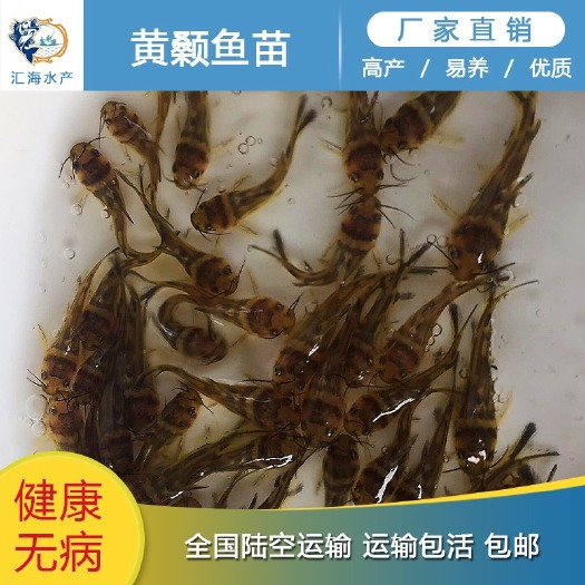 广州黄颡鱼苗 杂交黄骨鱼苗 全雄鱼苗 黄辣丁黄颡水花基地直销