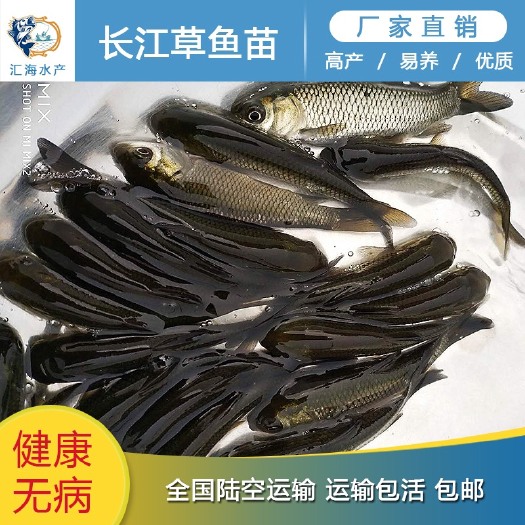 广州草鱼苗 鲩鱼苗 草鱼水花 已防疫 抗病毒能力强 生长速度快
