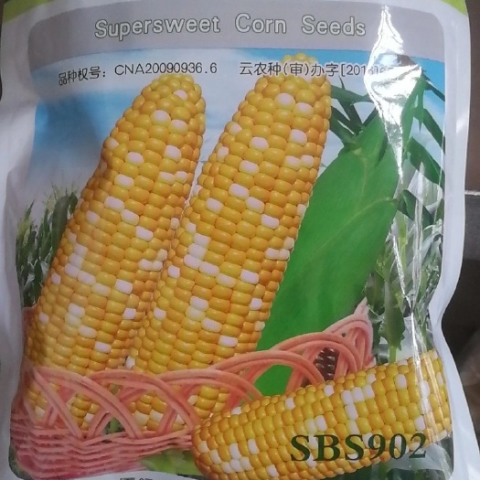 昆明华泰902双色玉米  玉米种子  902双色水果玉米，