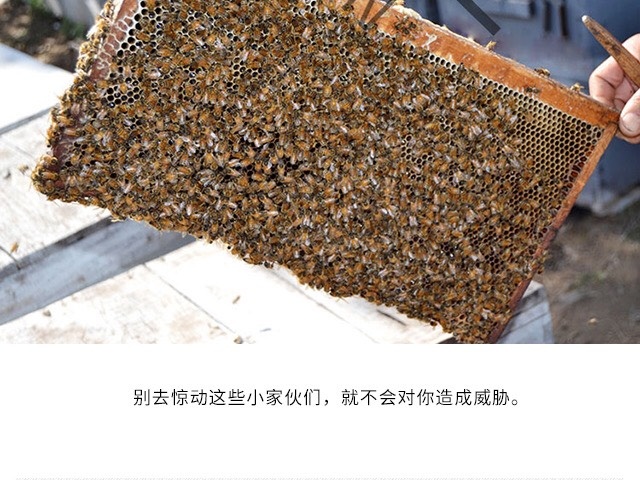晋中 中华土蜂蜜